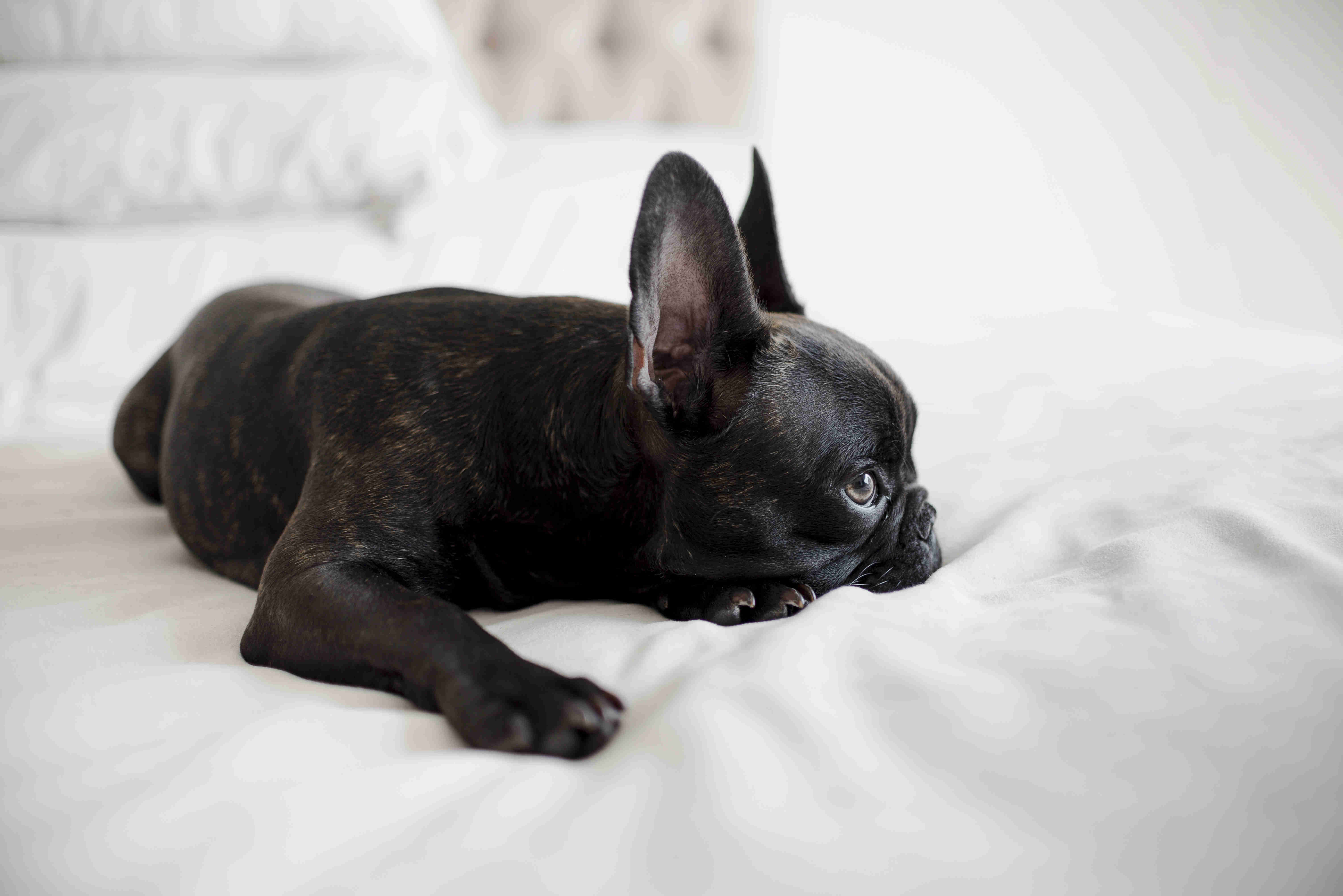 French Bulldog Puppy Diarrhea: Causes, Symptoms, and Effective Treatment Options